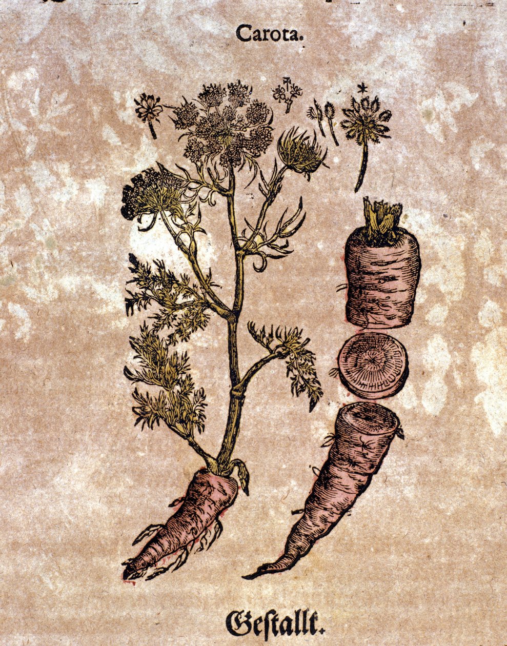 Porkkana. Kaiverrus - "" Kreutterbuch Dess erittäin oppinut ja tunnettu Mr. D. Petri Andreae Matthioli"" Pietro Andrea Mattioli (Matthiole) (1500-1577). Frankfurt tekijältä Pietro Andrea Mattioli