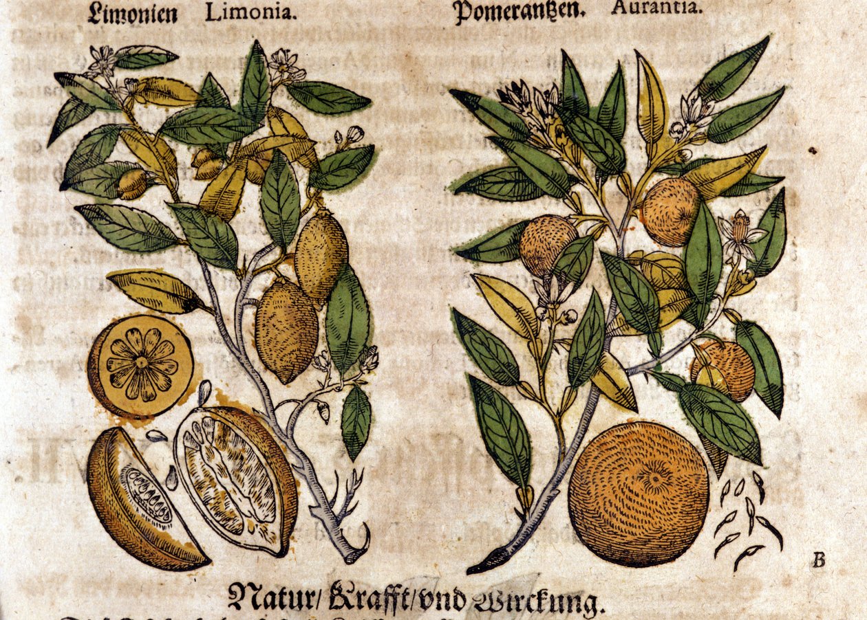 Sitruuna. Appelsiini- ja sitruunapuu. Kaiverrus - "" Kreutterbuch Dess erittäin oppinut ja tunnettu Mr. D. Petri Andreae Matthioli"" Pietro Andrea Mattioli (Matthiole) (1500-1577). Frankfurt tekijältä Pietro Andrea Mattioli