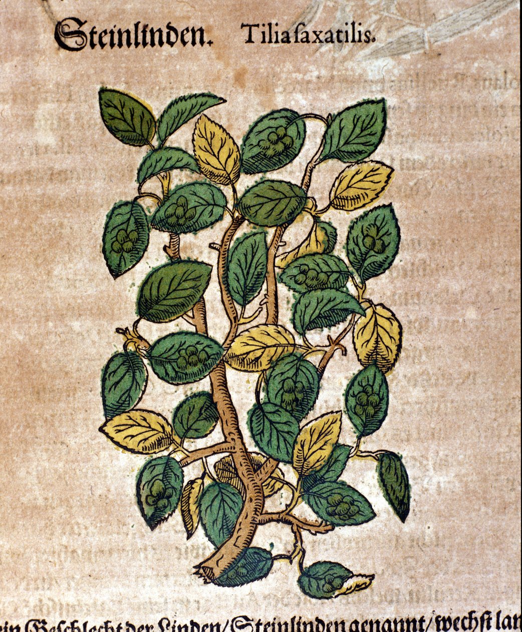 Lehmuspuu. Kaiverrus - "" Kreutterbuch Dess erittäin oppinut ja tunnettu Mr. D. Petri Andreae Matthioli"" Pietro Andrea Mattioli (Matthiole) (1500-1577). Frankfurt tekijältä Pietro Andrea Mattioli
