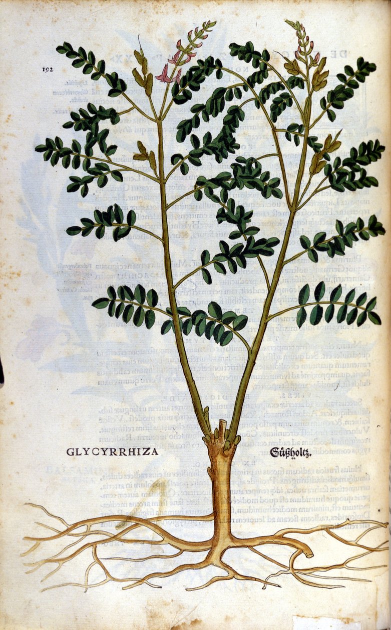 Lakritsi. Kaiverrus - "" Kreutterbuch Dess erittäin oppinut ja tunnettu Mr. D. Petri Andreae Matthioli"" Pietro Andrea Mattioli (Matthiole) (1500-1577). Frankfurt tekijältä Pietro Andrea Mattioli