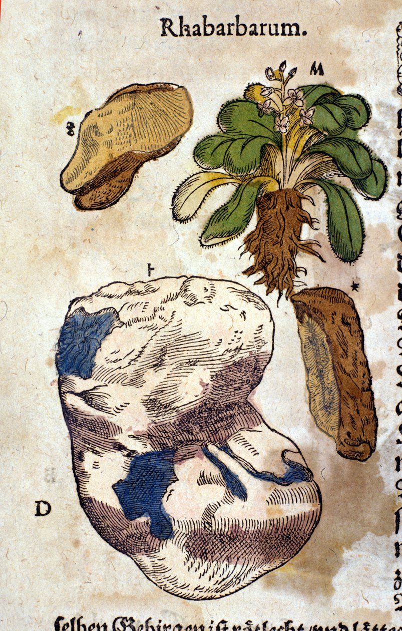 Raparperi. Kaiverrus - "" Kreutterbuch Dess erittäin oppinut ja tunnettu Mr. D. Petri Andreae Matthioli"" Pietro Andrea Mattioli (Matthiole) (1500-1577). Frankfurt tekijältä Pietro Andrea Mattioli
