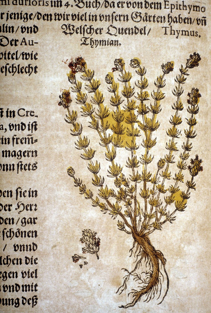 Timjami (Thymus) - "Herbarium Mattiolissa"". tekijältä Pietro Andrea Mattioli