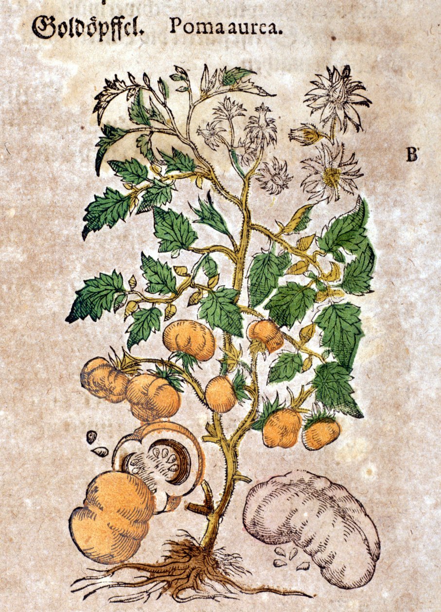 tomaatti. Kaiverrus - "" Kreutterbuch Dess erittäin oppinut ja tunnettu Mr. D. Petri Andreae Matthioli"" Pietro Andrea Mattioli (Matthiole) (1500-1577). Frankfurt tekijältä Pietro Andrea Mattioli