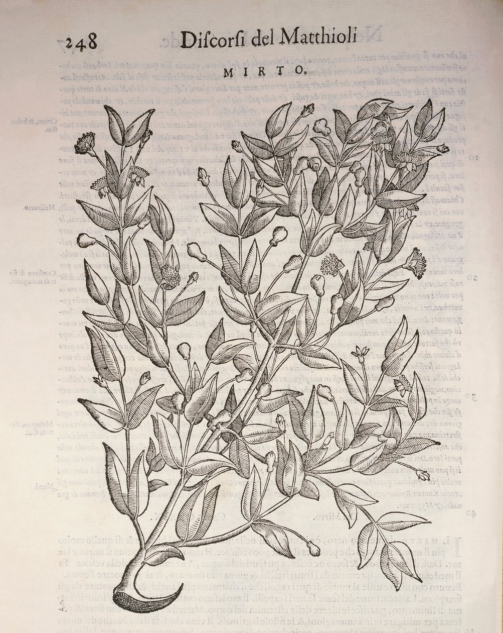 True Myrtle (Myrtus communis), kaiverrus Pier Andrea Mattioli tekijältä Pietro Andrea Mattioli