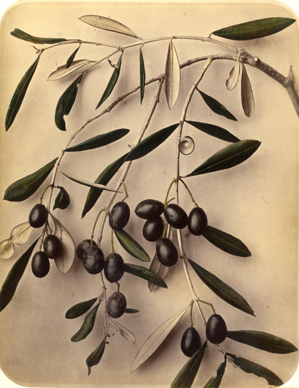 Oliivit, 1870-luku (valkopainokuva) tekijältä Pietro Guidi