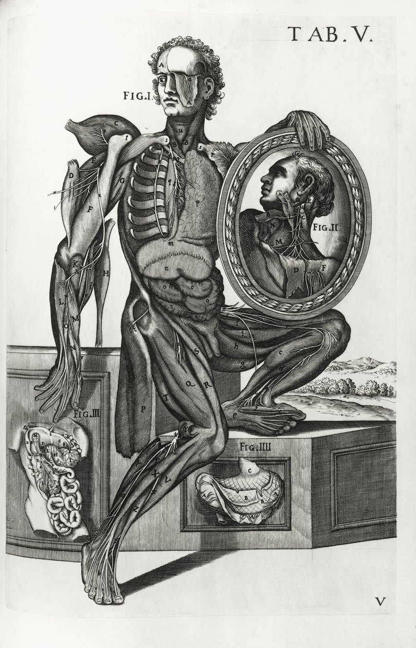 Levy V julkaisusta "The Anatomical Tables" tekijältä Pietro da Cortona