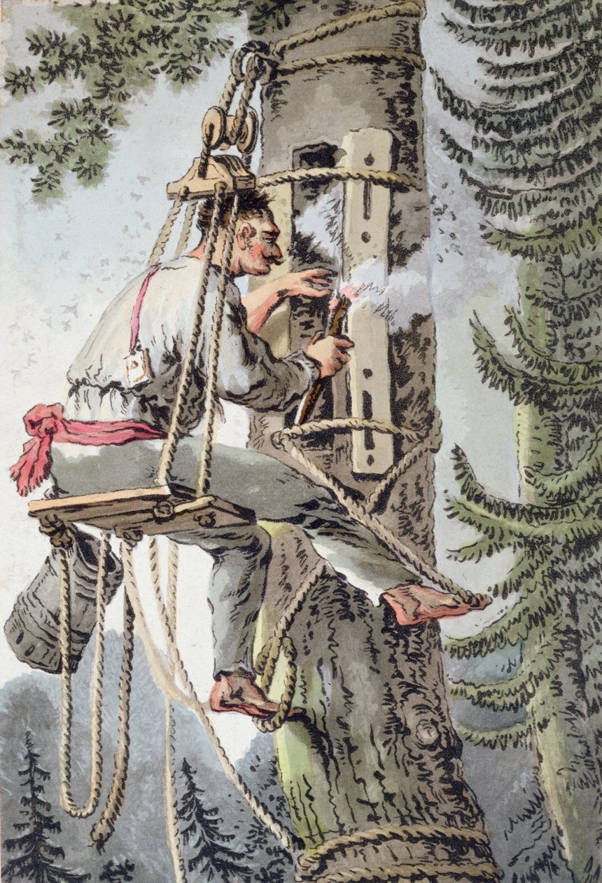 Puolan Podlaskien maakunnan talonpoika keräämässä hunajaa, 1800-luvun alku (värilitro) tekijältä Polish School