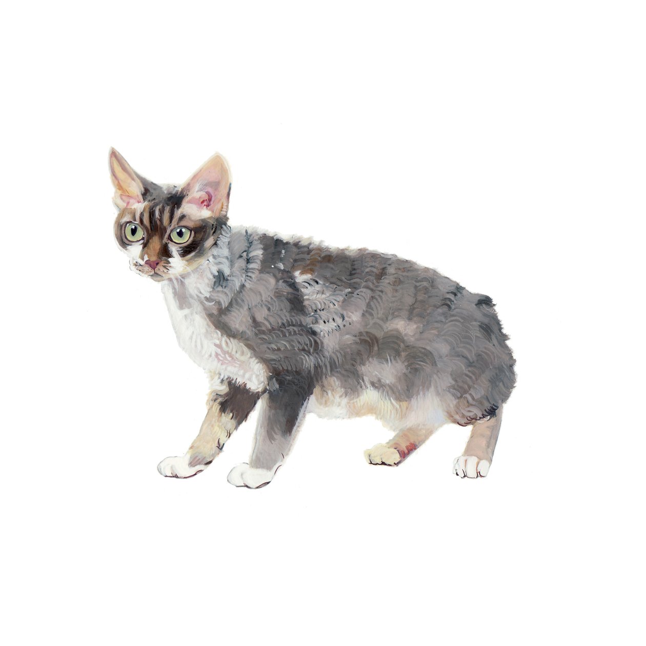 Devon Rex, 2014 (akvarelli ja guassi paperille) tekijältä Polly Horner