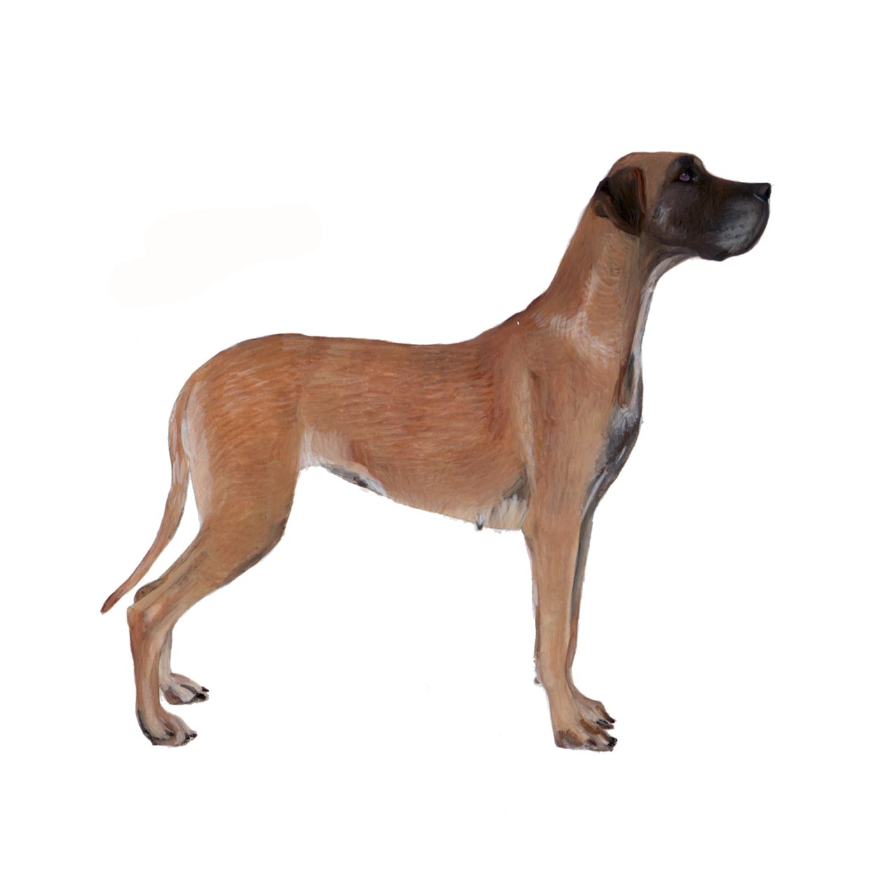 Great Dane, 2011 (akvarelli ja guassi paperille) tekijältä Polly Horner