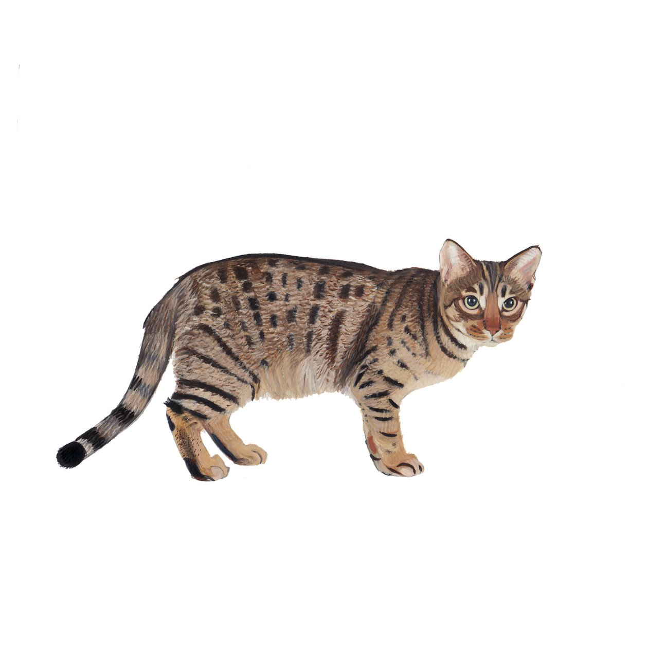 Ocicat, 2014 (akvarelli ja guassi paperille) tekijältä Polly Horner