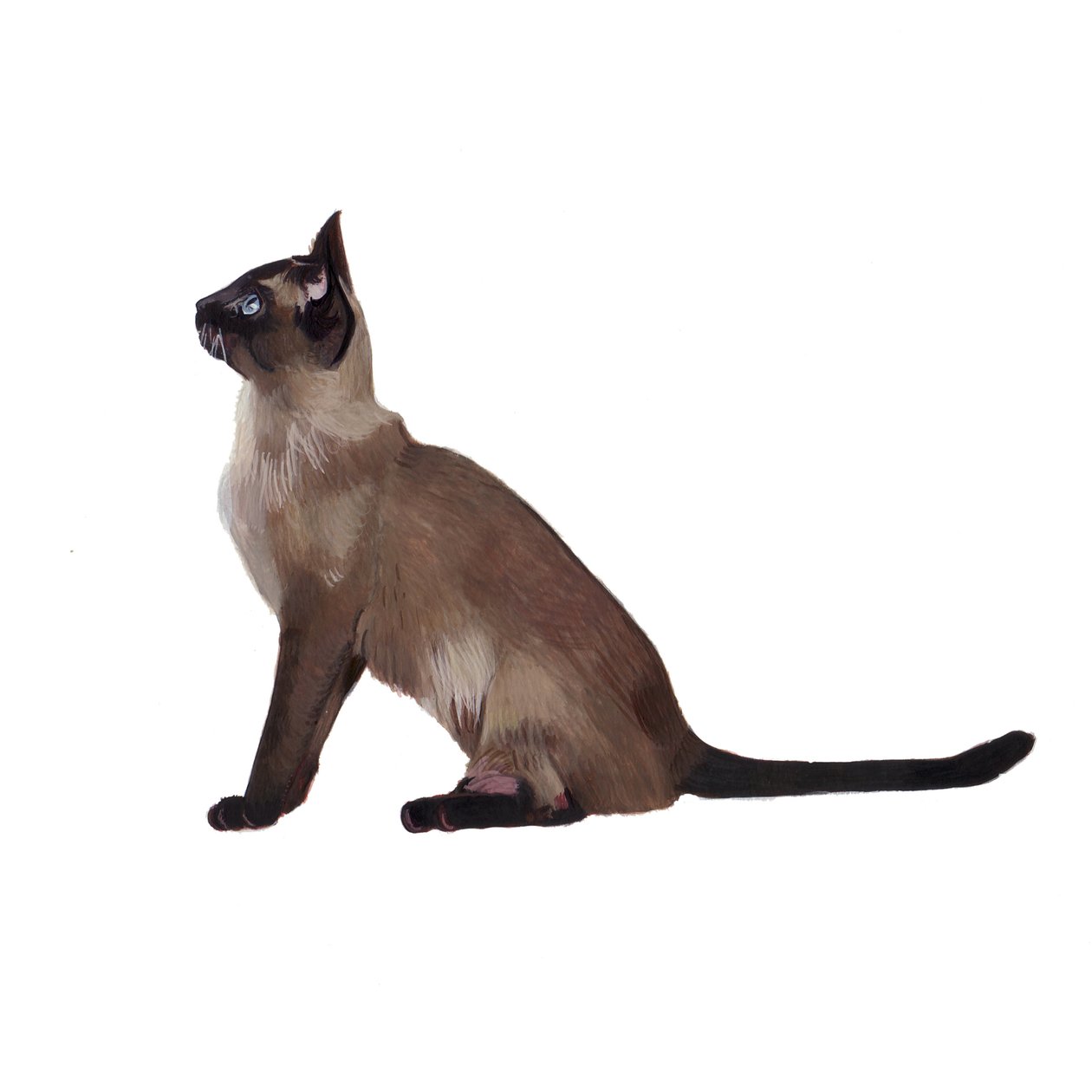 Tonkinese, 2014 (akvarelli ja guassi paperille) tekijältä Polly Horner