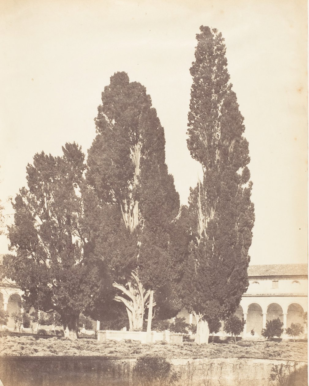 Vanhat sypressipuut kartausialaisessa luostarissa Roomassa, 1853-56. tekijältä Possibly by Jane Martha St. John.