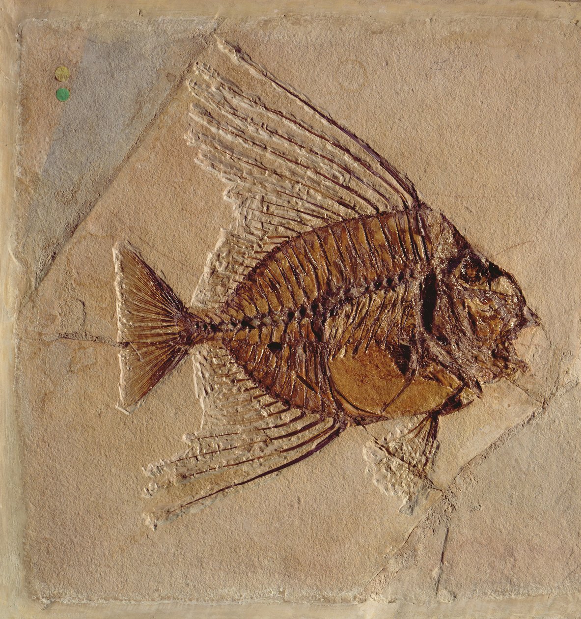 Kala (fossiili) tekijältä Prehistoric