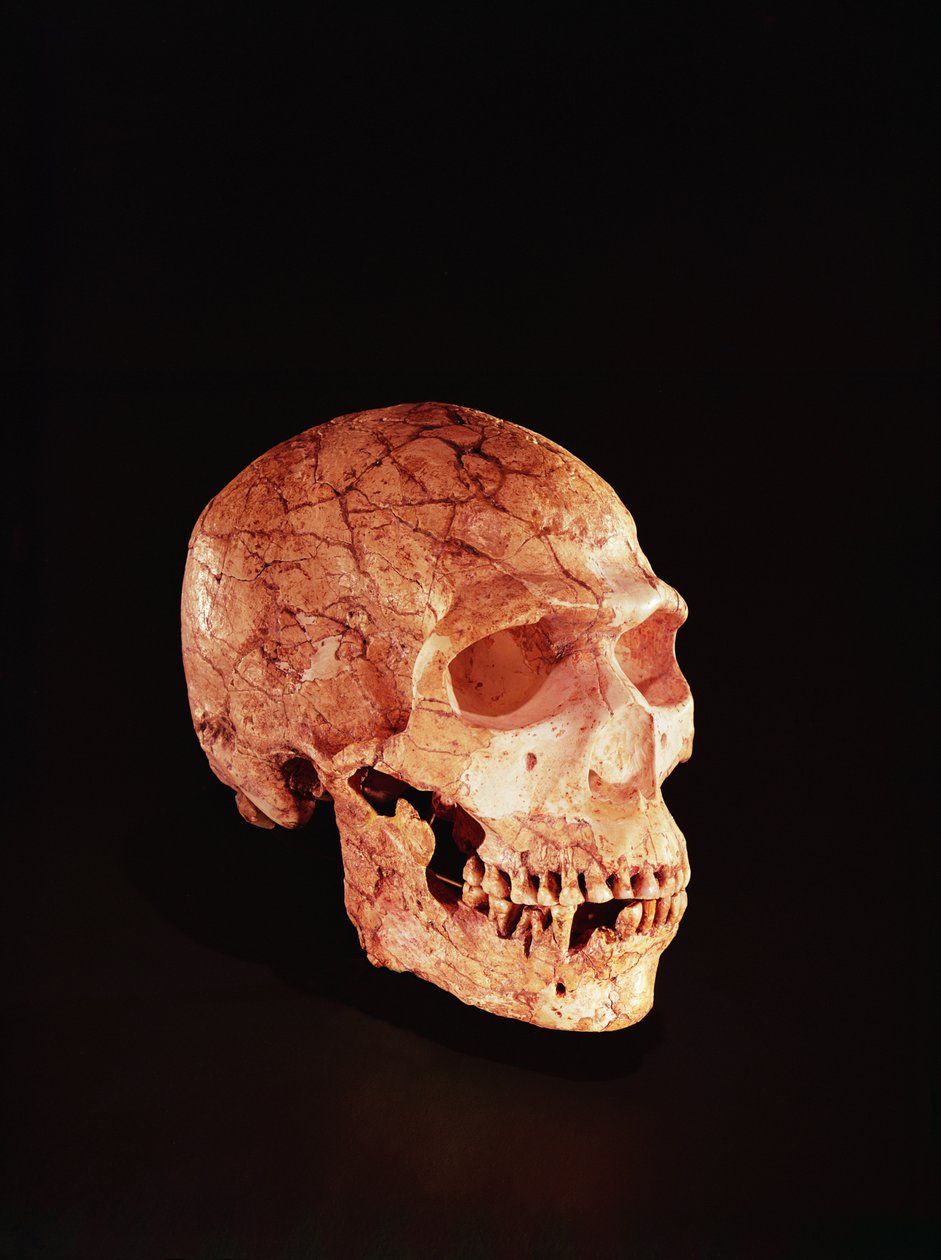 Neandertalin kallo, löydetty Carmel-vuorelta Palestiinasta n. 1920 (luu) tekijältä Prehistoric