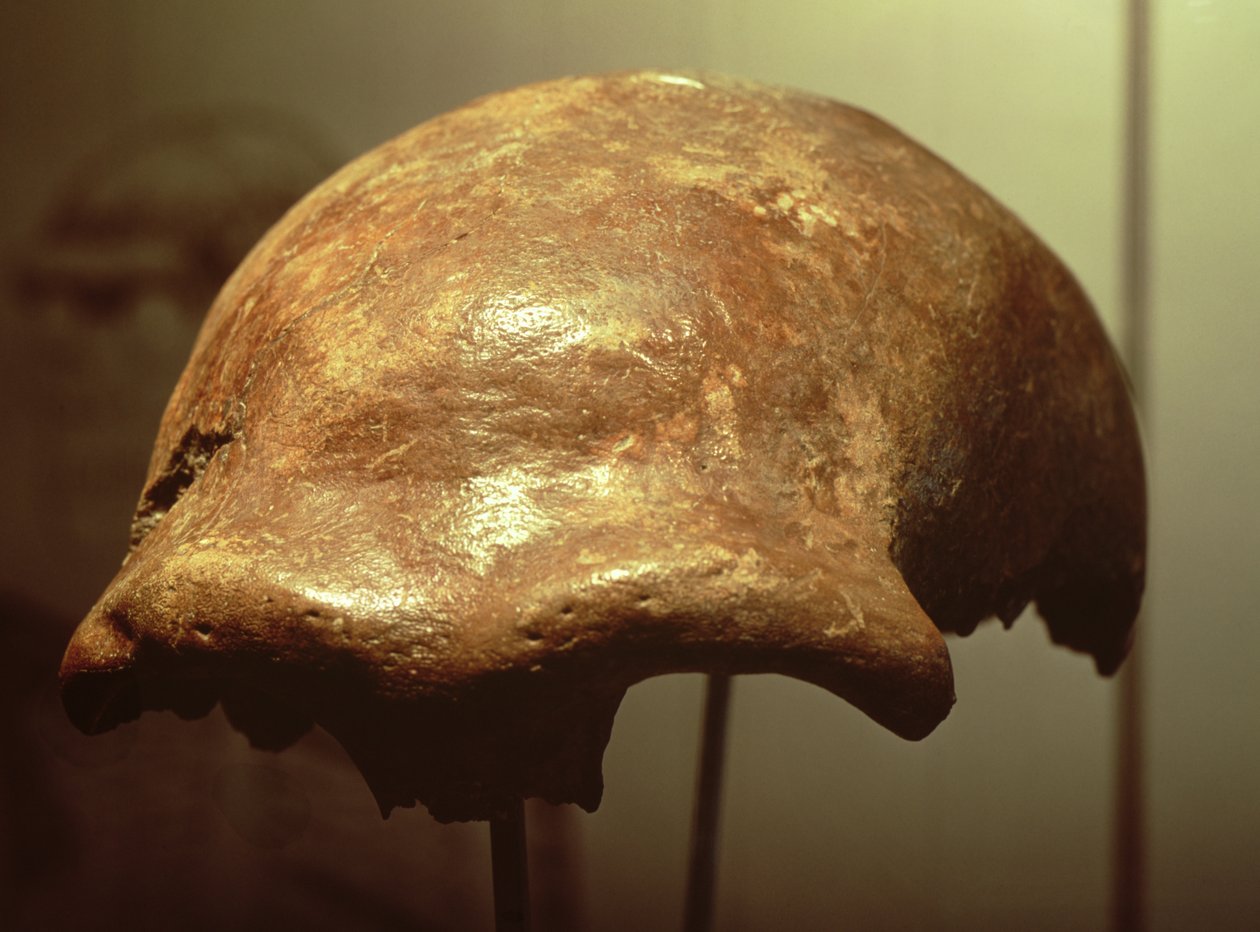 Neandertalin kallo (luu) tekijältä Prehistoric