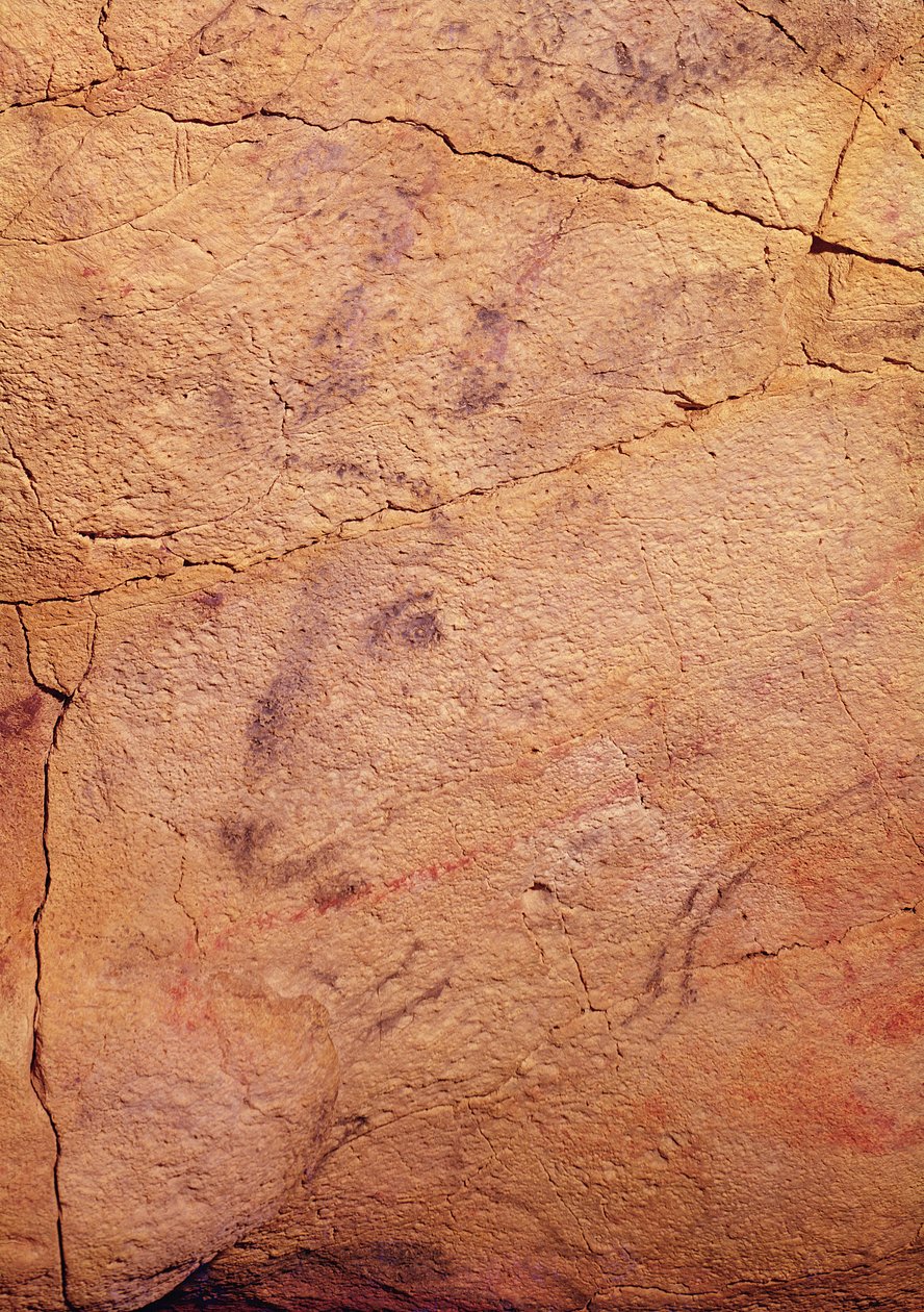 Pienen polttaren pää, Altamiran luolista, noin 15 000-8 000 eKr. (luolamaalaus) tekijältä Prehistoric