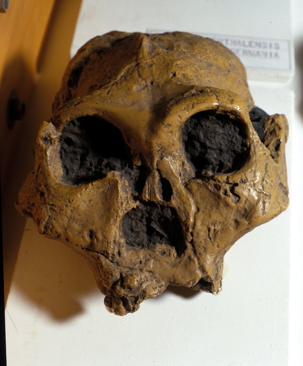 Australopithecus Africanus. Sterkfontein, Etelä-Afrikka. Kallo on noin 2,5 miljoonaa vuotta vanha. tekijältä Prehistoric Prehistoric