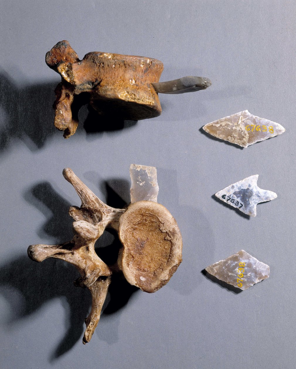Piikivi, jossa esihistoriallinen luu, National Antiquities Museum. tekijältä Prehistoric Prehistoric