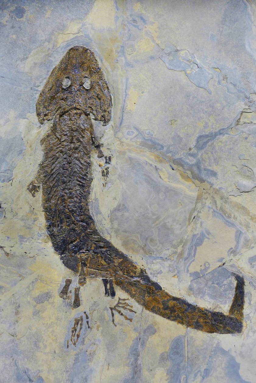 Permin sammakkoeläimen Sclerocephalus sp:n fossiilinen jalanjälki (objekti) tekijältä Prehistoric Prehistoric