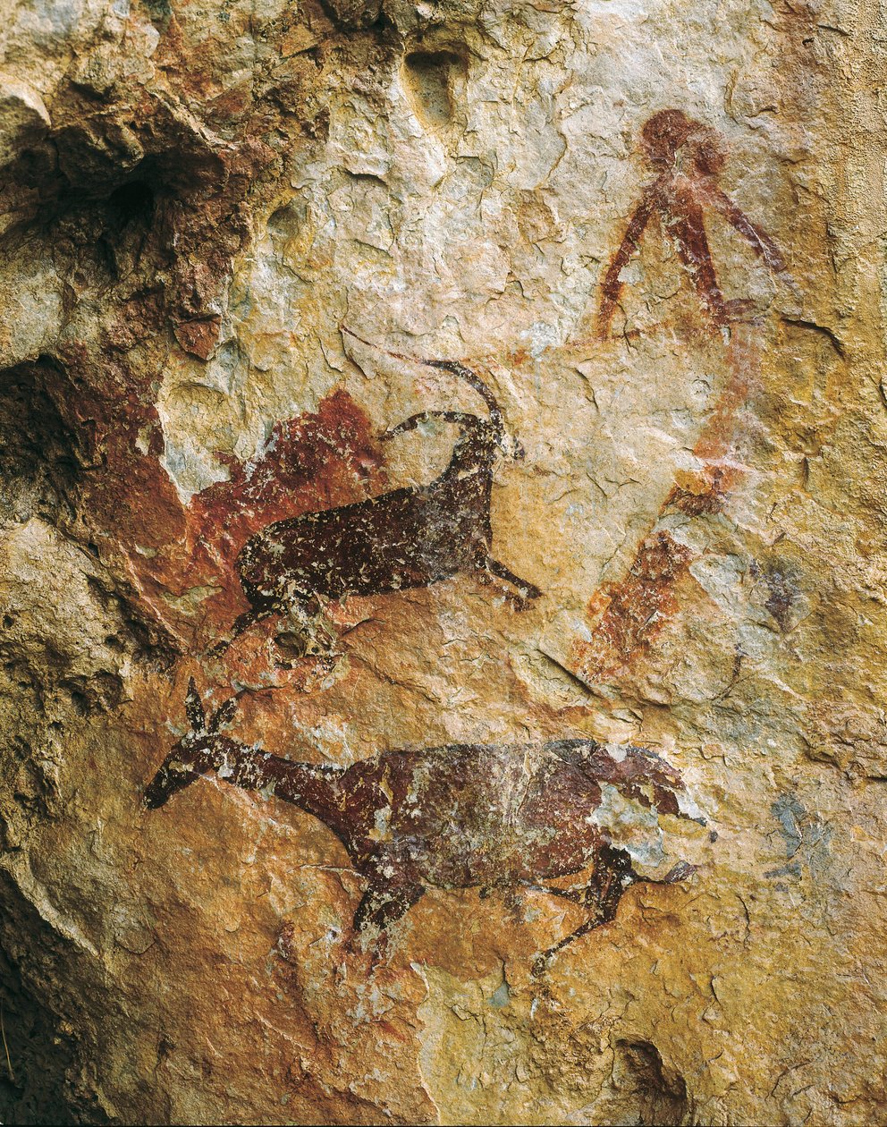 Metsästyskohta hirven ja metsäkurin kanssa (25000-15000 eKr.). Yläpaleoliitti. El Perello, La Cabra Freixetin luola. tekijältä Prehistoric Prehistoric
