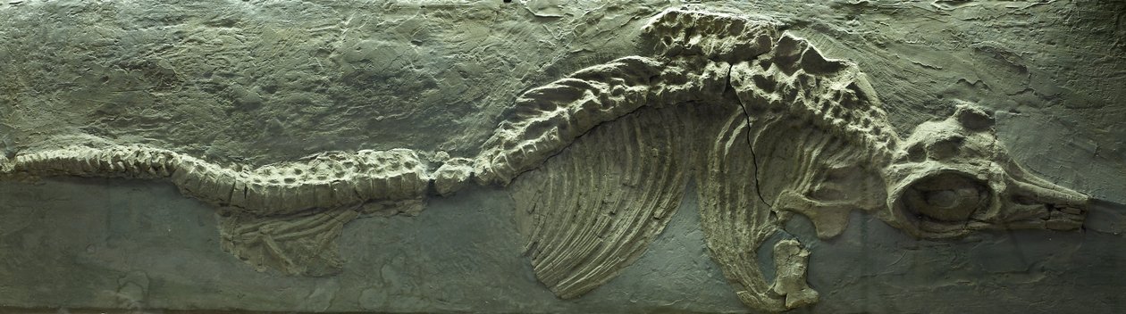 Ichthyosaurus Fossiili, Jurakauden (Lias) kausi. tekijältä Prehistoric Prehistoric
