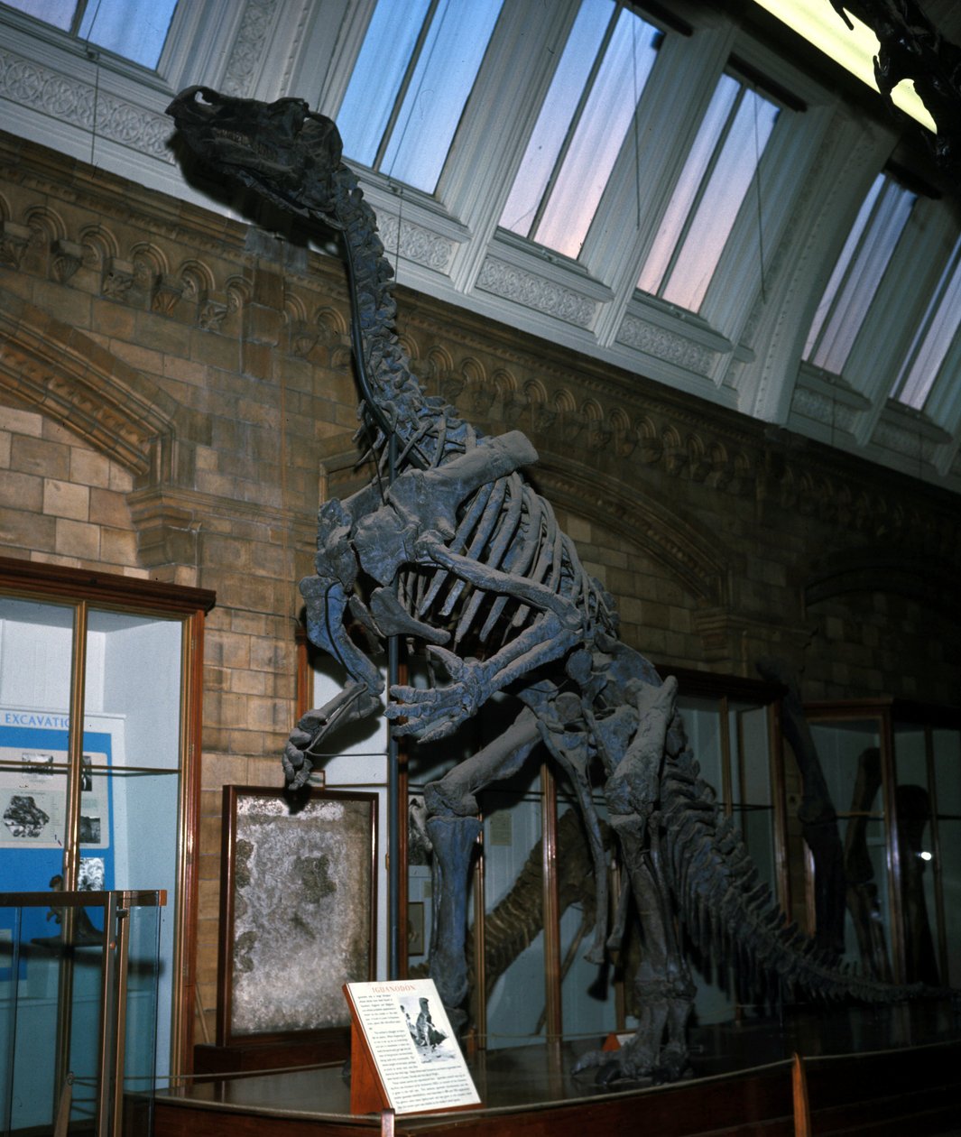 Iguanodon tekijältä Prehistoric Prehistoric