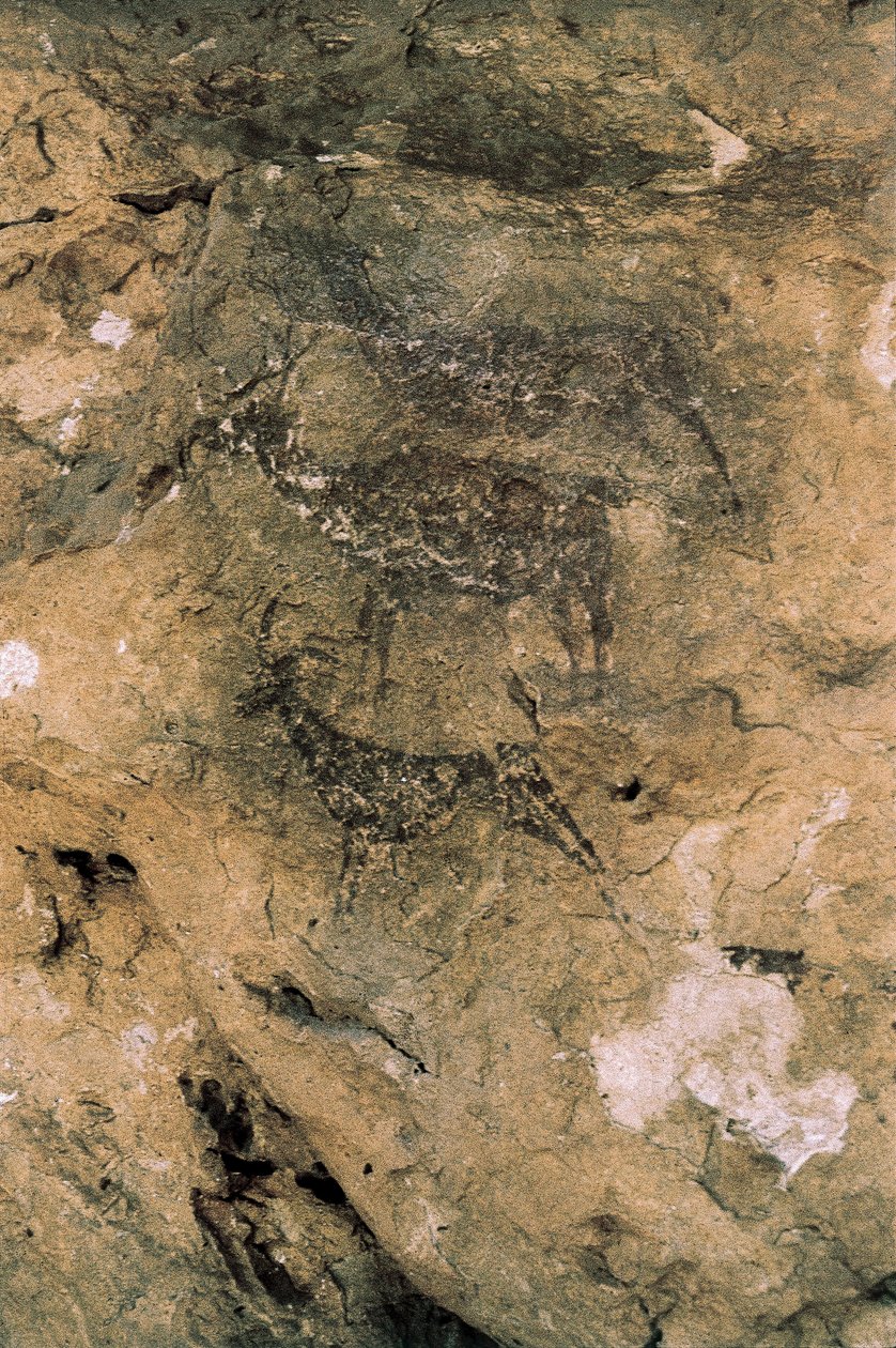 Mesoliittisen kalliotaidetta: Peuroja ja vuohia (8000-7000 eKr.), Espanja, Bicorp, La Aranan luola (maalaus) tekijältä Prehistoric Prehistoric