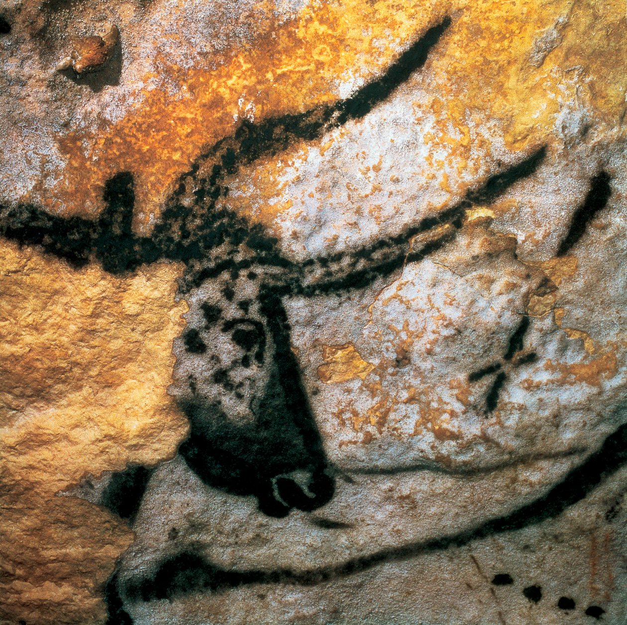 Parietaalimaalaus, joka kuvaa aurochia (sukpuuttoon kuollut bovid), Bulls Room, Lascaux