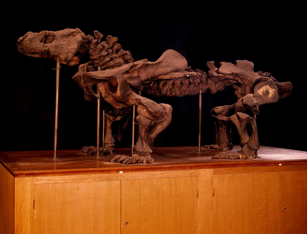 Esihistoria; dinosaurukset: ikthyosauruksen luuranko. Pariisi, luonnonhistoriallinen museo tekijältä Prehistoric Prehistoric