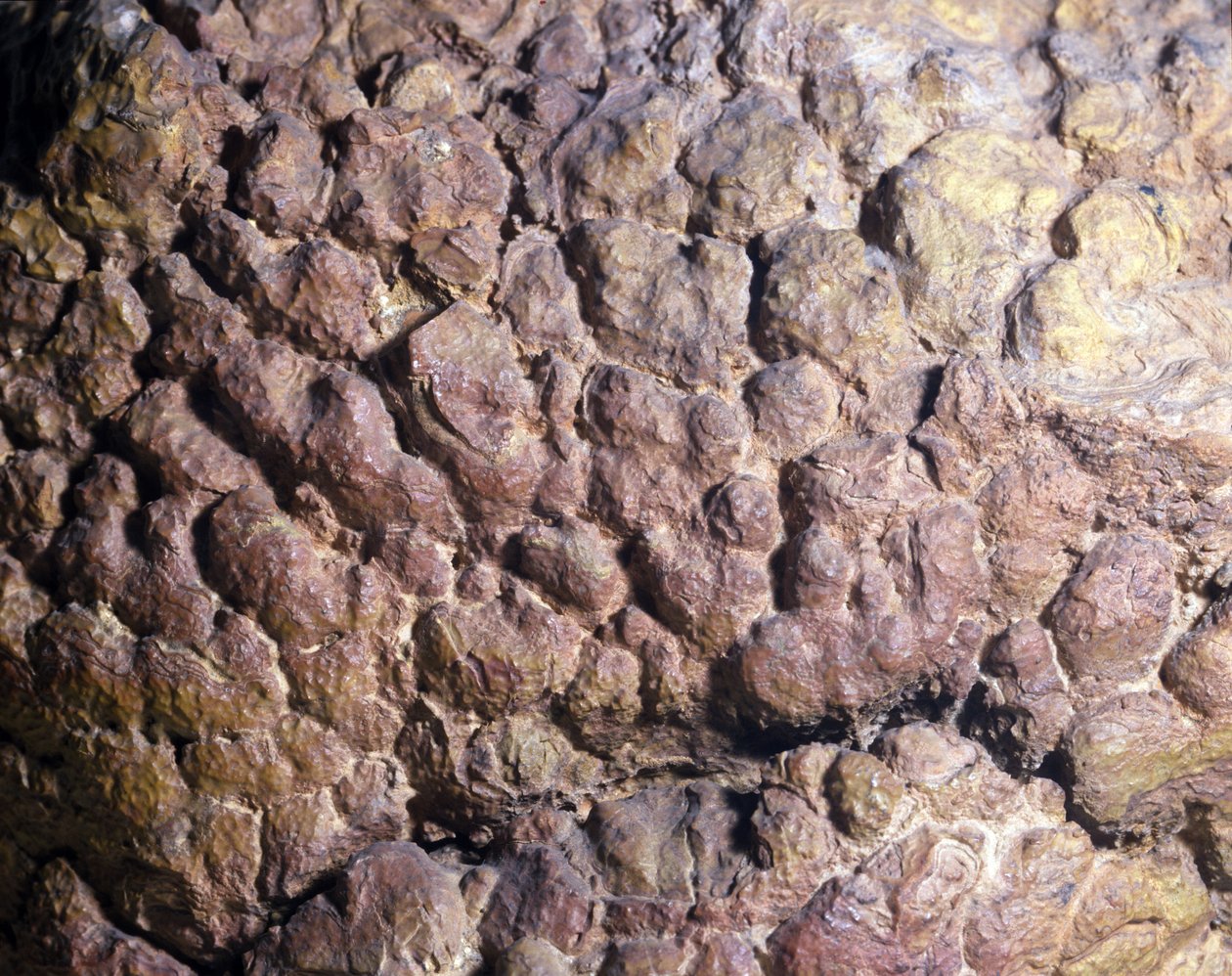 Esihistoria: Stromatoliitin tai stromatoliitin Collenia-kivi Pohjois-Afrikasta. Silurian aikakausi. tekijältä Prehistoric Prehistoric