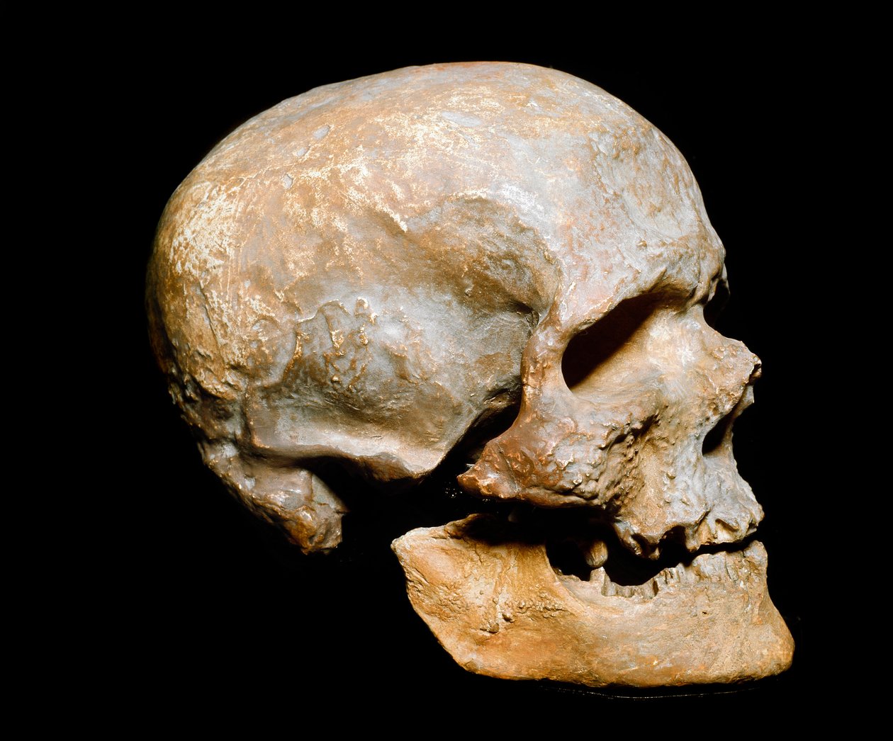 Esihistoria: Cro-magnonin miehen fossiilikurkku (tai Cro magnon tai Cromagnon), Homo sapiens. Se on peräisin Solutrean ylemmästä paleoliittista. Museo Civico di Storia Naturale, Milano - Esihistoria: fossiilinen Cro-Magnon-kallo, Homo sapiens. Solutrean yl tekijältä Prehistoric Prehistoric