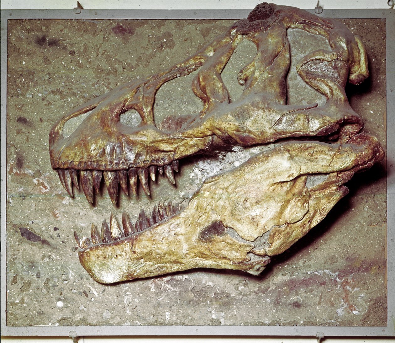 Esihistoria: Dinosauruksen kallo Tyrannosaurus rex (T Rex tai tyrannosaurus). Liitukausi. Civic Natural History Museum, Milano tekijältä Prehistoric Prehistoric
