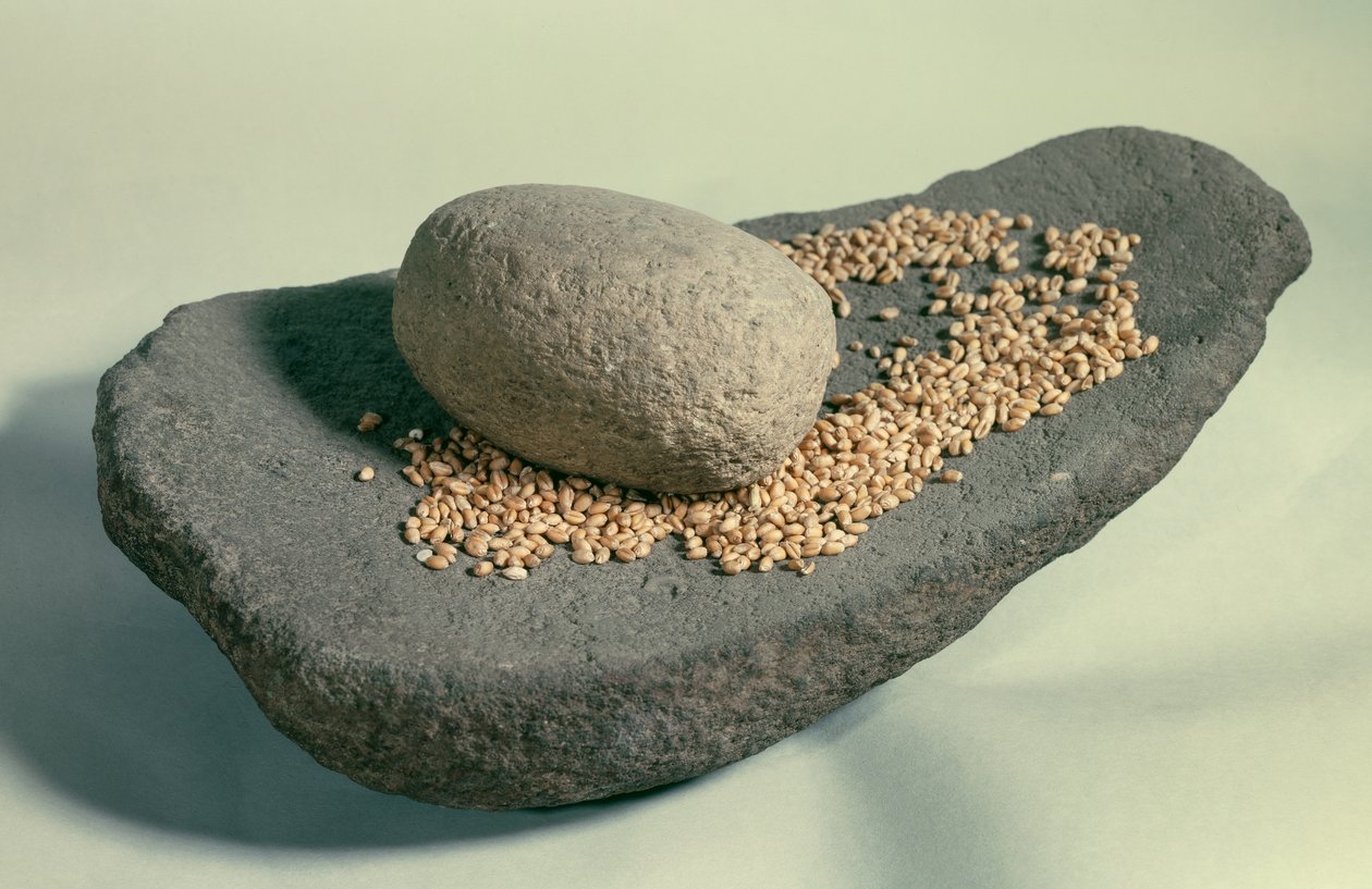 Esihistoria: Lepotilassa jyväinen pyörä (neoliittikausi). Ranska. Saint Germain En Laye, antiikkimuseo. tekijältä Prehistoric Prehistoric