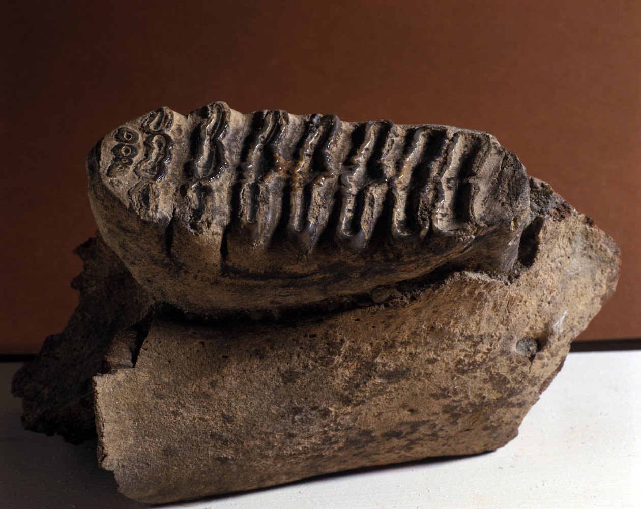 Esihistoria: Elefan hammas, valtava norsu. Kenozoic-aika, plioseenikausi. tapasi jälleen Manndorfissa, Itävallassa tekijältä Prehistoric Prehistoric