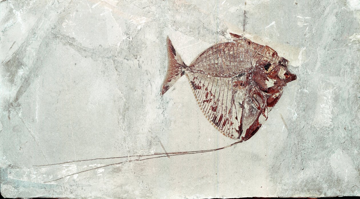 Esihistoria: Mene Rhombea -kalafossiili Bolca-vuoren paikalta (Italia). Eoseenikausi. Museo Civico di Storia Naturale, Milano tekijältä Prehistoric Prehistoric
