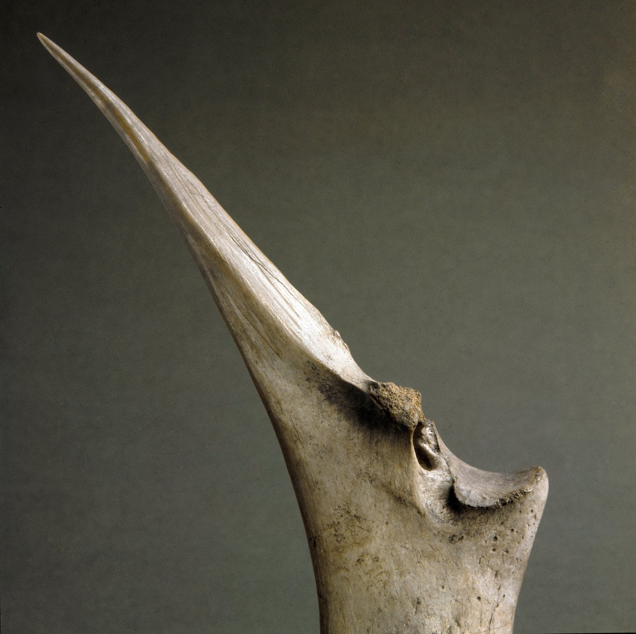 Esihistoria, Poladan kulttuuri: Luiden kärki Polada Tourbieresta, Lonatosta. Pronssikausi. Rooma, Luigi Pigorinin kansallinen esihistoriallisen etnografian museo tekijältä Prehistoric Prehistoric