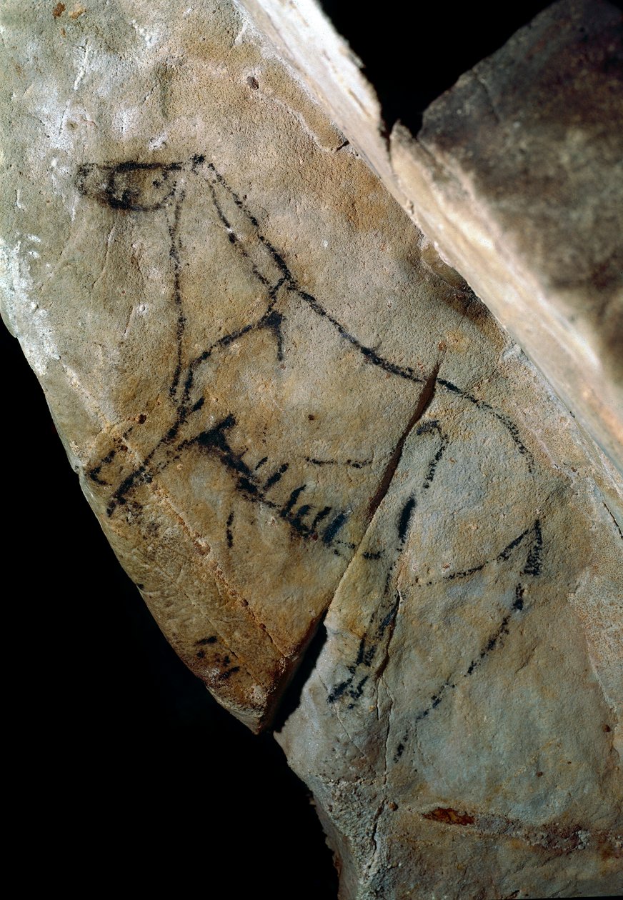 Esihistoria: "" hevonen"" kalliomaalaus tyylillä IV, ylempi paleoliitti (Magdalenian) (18000-14000 vuotta sitten) Las Monedasin kiviaikainen luola, Santander, Espanja - Esihistoria: hevonen. Kalliomaalaus, tyyli IV, ylempi paleoliitti (Magdalenian) (välill tekijältä Prehistoric Prehistoric