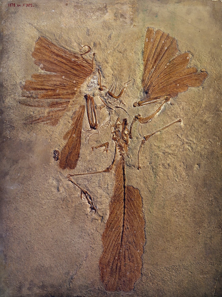 Esihistoriallinen: archeopteryx-fossiili, lintuperheen esihistoriallinen eläin. Pariisi, Luonnontieteellinen museo tekijältä Prehistoric Prehistoric