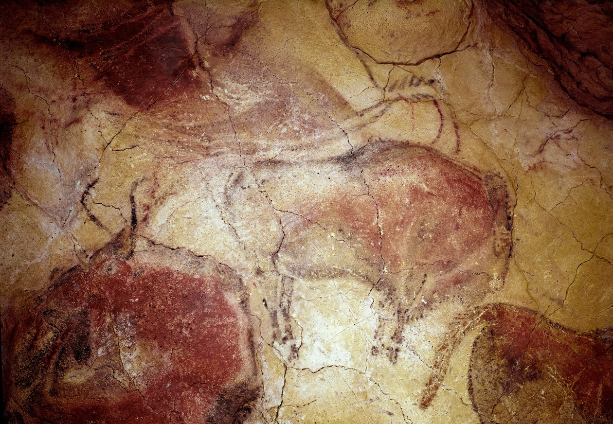 Esihistoria: "" biisoni levossa"" kalliomaalaus ylemmästä paleoliittista (Magdaleniasta) (16500-14000 vuotta sitten) kivikautinen biisoniluola, Altamira, Santander, Espanja tekijältä Prehistoric Prehistoric