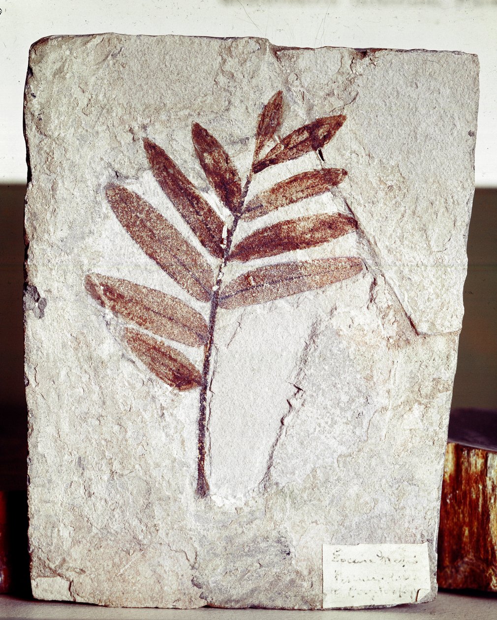 Esihistoria: haarafossiili kalkkikivessä Bolca-vuoren paikalta (Italia). Eoseenikausi. Museo Civico di Storia Naturale, Milano tekijältä Prehistoric Prehistoric