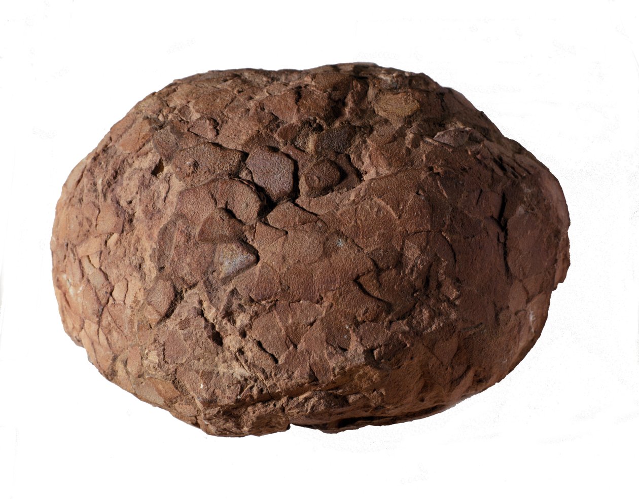 Esihistoria: Provencesta löydetty dinosauruksen muna. Mesozoinen aikakausi, jurakausi. tekijältä Prehistoric Prehistoric