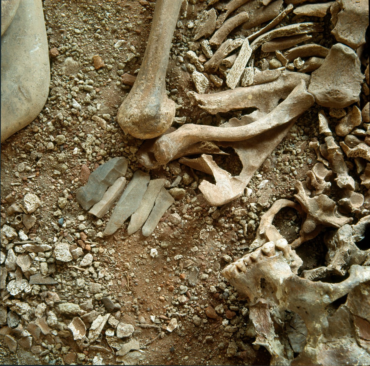 Esihistoria: aikuisten ja lasten kaksoishautaus. Yksityiskohtainen näkymä hautajaisten Candid Arene -luolasta (Finale Liguria), Liguria. Mesoliitti, 7000-6000 eaa. Geenit, museo di archeologia ligure tekijältä Prehistoric Prehistoric