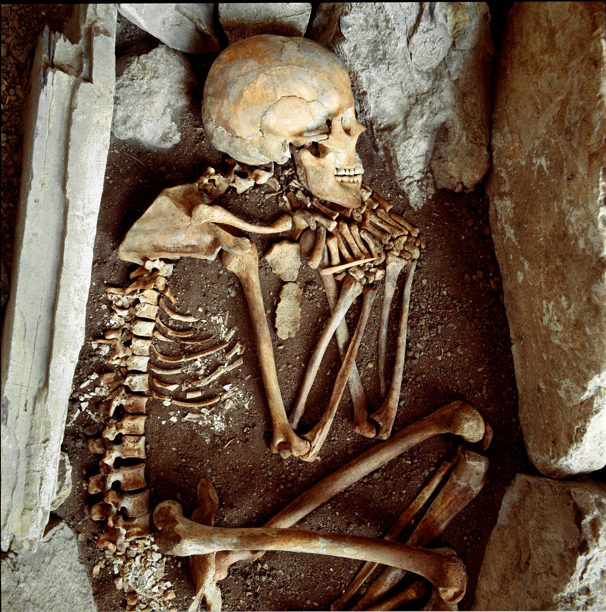 Esihistoria: naisen luuranko Candide Arenen (Finale Ligure) luolasta. Kivikausi, neoliittista. Genes, Museo di Archeologia Ligure tekijältä Prehistoric Prehistoric