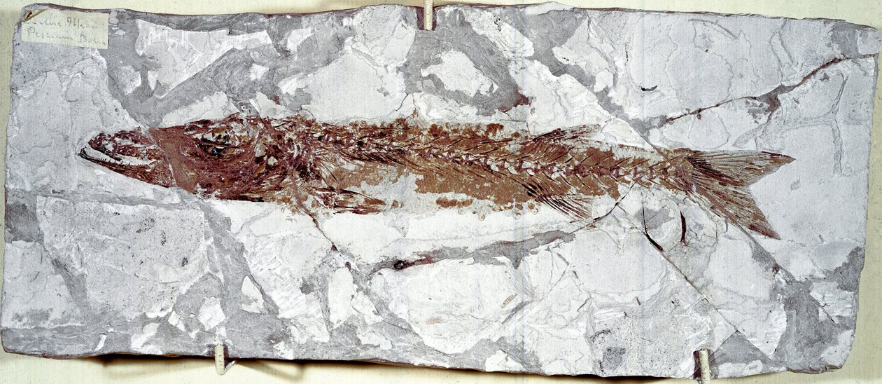 Esihistoria: kalafossiili Sphyraena Bolcensis Bolca-vuoren paikalta (Italia). Eoseenikausi. Civic Natural History Museum, Milano tekijältä Prehistoric Prehistoric