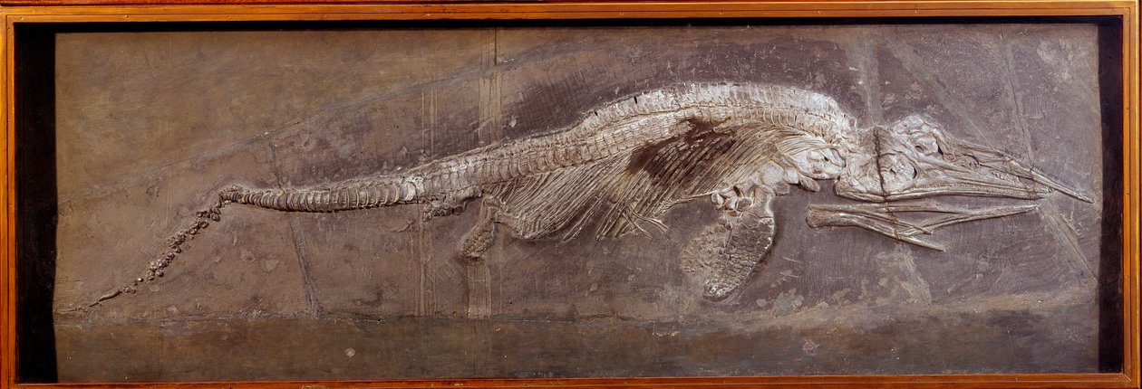Esihistoria: Pareiasaudorin fossiili, esihistoriallinen eläin, Pariisi, luonnonhistoriallinen museo tekijältä Prehistoric Prehistoric