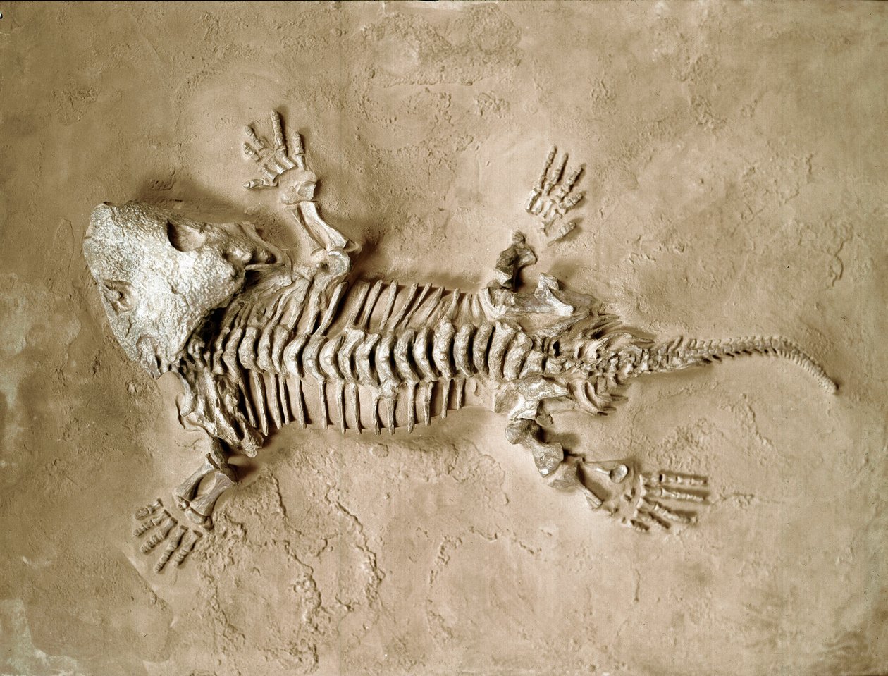 Esihistoria: Seymouria Biolorensis sammakkomatelijan fossiilit Texasista Yhdysvalloista. Permikausi. Civic Natural History Museum, Milano tekijältä Prehistoric Prehistoric