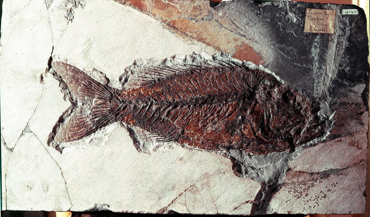 Esihistoria: Sparnodus Elongatus -kalan fossiilit Bolca-vuoren paikalta (Italia). Eoseenikausi. Museo Civico di Storia Naturale, Milano tekijältä Prehistoric Prehistoric