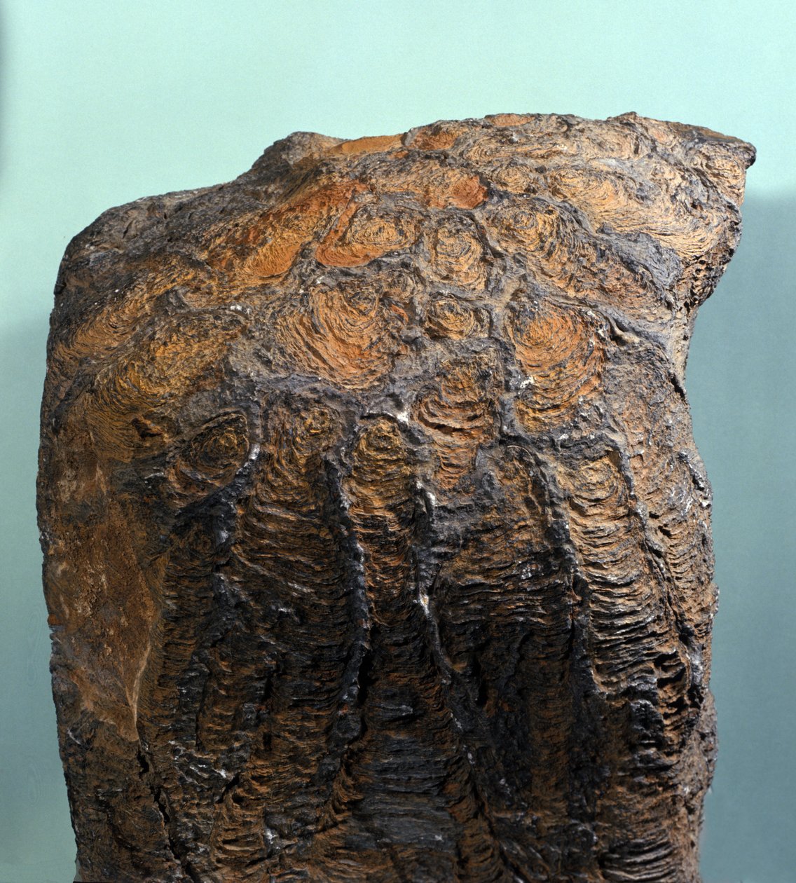 Esihistoria: Stromatoliitin (tai stromatoliitin) fossiilit, merikivi, arkeotsoinen aikakausi. löydetty Mauritaniasta. tekijältä Prehistoric Prehistoric