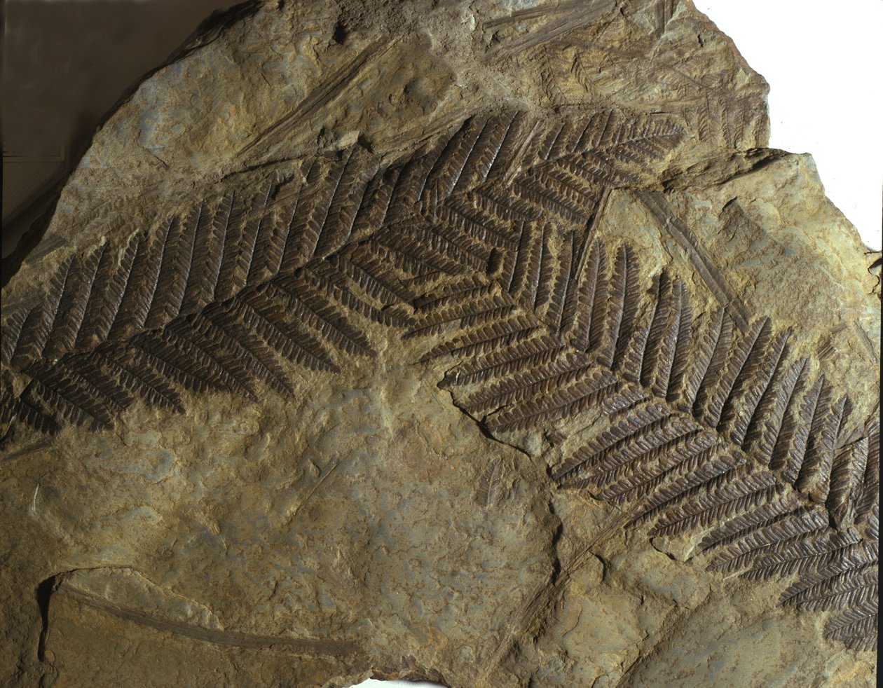Esihistoria: saniaisten suvun neuropteriksen fossiili. Paleotsoiikan aikakausi, hiilikuitukausi. löytöjä Villachista, Itävallasta tekijältä Prehistoric Prehistoric