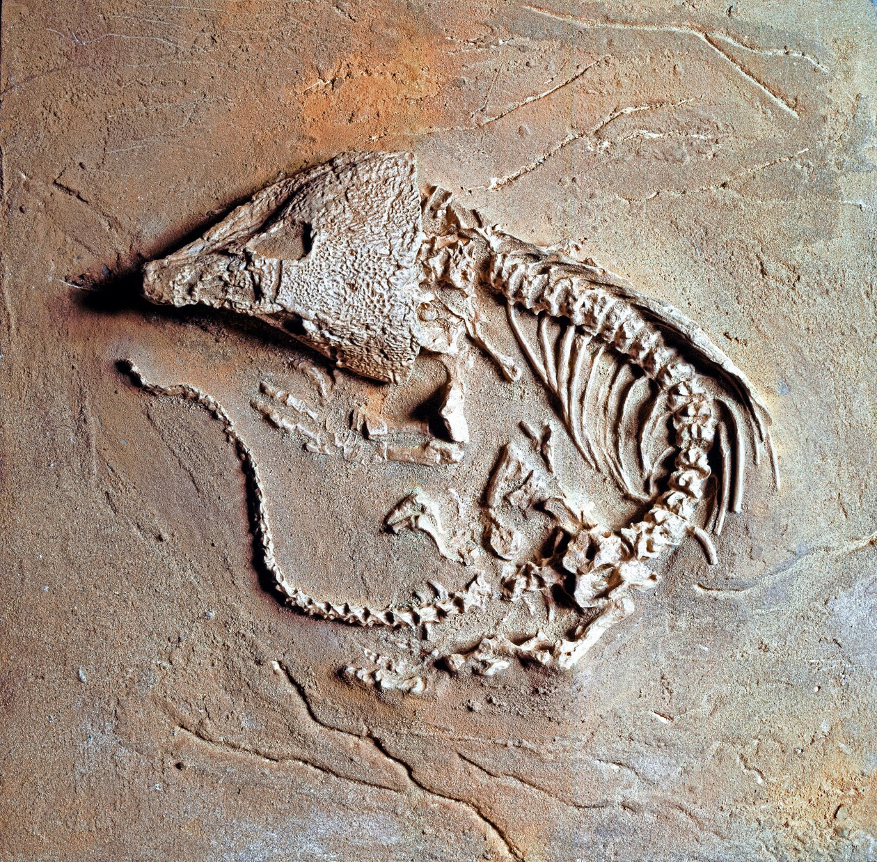 Esihistoria: Labodosaurus hamatus -matelijan fossiili Texasista Yhdysvalloista. Hiilikausi, paleotsoinen aikakausi. Museo Civico di Storia Naturale, Milano tekijältä Prehistoric Prehistoric
